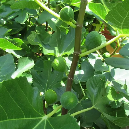 Weingut Schoberhof * Bad Gleichenberg