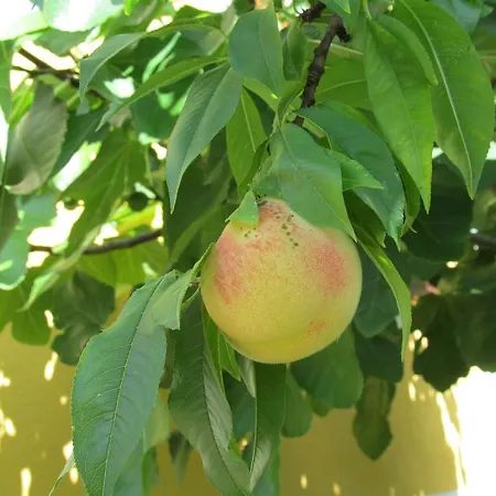 Weingut Schoberhof Apartment Bad Gleichenberg