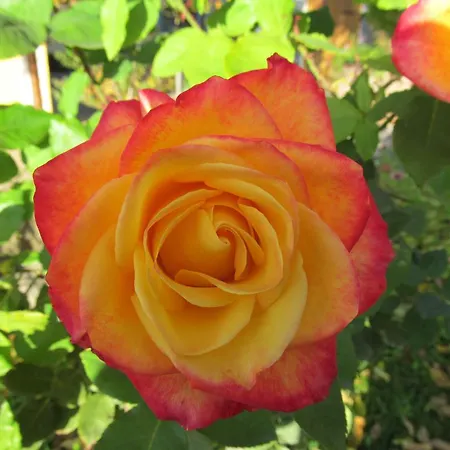 Apartment Weingut Schoberhof Bad Gleichenberg