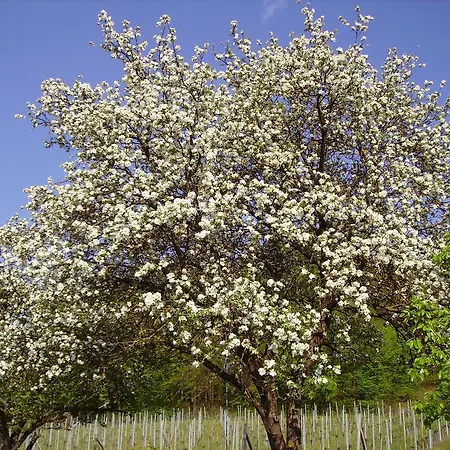 Weingut Schoberhof Apartment Bad Gleichenberg