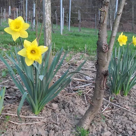 Weingut Schoberhof Lejlighed *