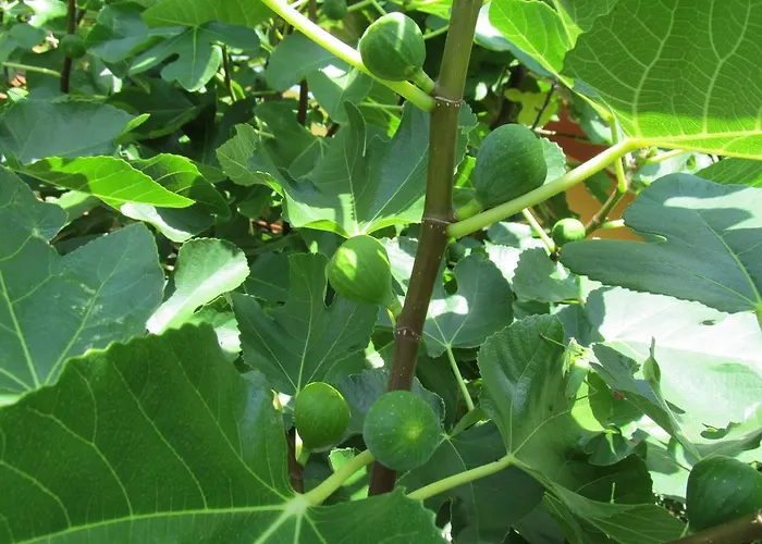 Weingut Schoberhof * باد غليشنبرج