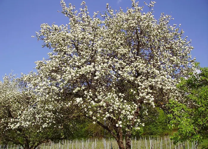 Weingut Schoberhof شقة باد غليشنبرج